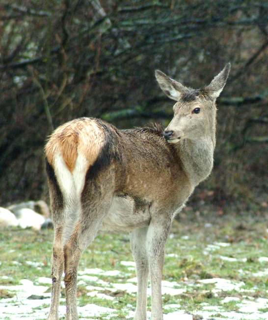 Ancora cervi